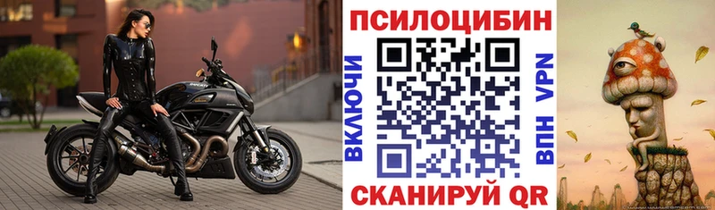 купить  цена  Знаменск  Галлюциногенные грибы Psilocybe 